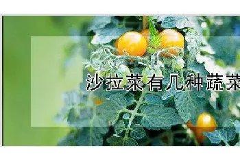 沙拉菜有几种蔬菜