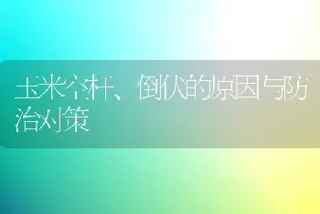 玉米空杆、倒伏的原因与防治对策