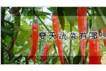 夏天蔬菜有哪些