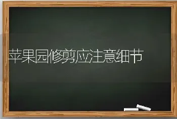 苹果园修剪应注意细节