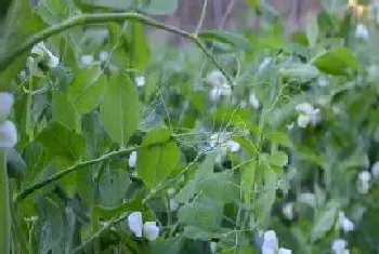 甜豆种植时间与生长周期?