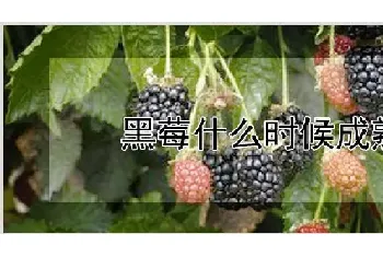 黑莓什么时候成熟