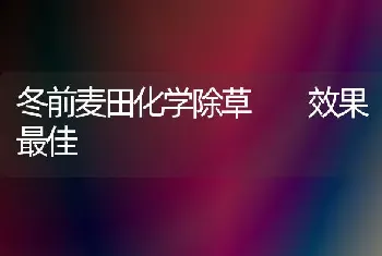 冬前麦田化学除草  效果最佳