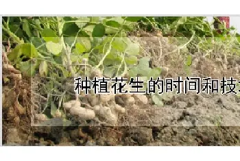 种植花生的时间和技术