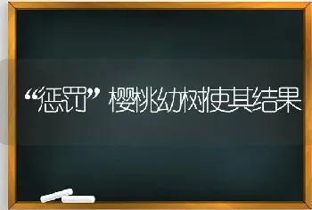 “惩罚”樱桃幼树使其结果