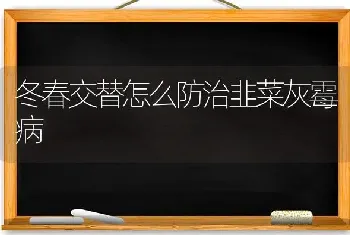 冬春交替怎么防治韭菜灰霉病