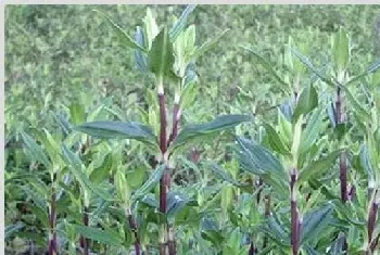 龙胆草种植注意事项