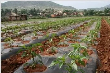 甜椒的种植技术及管理要点