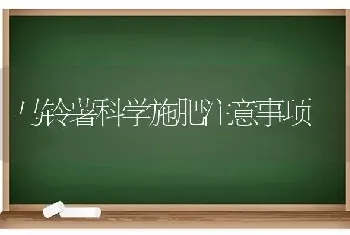 马铃薯科学施肥注意事项