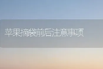 苹果摘袋前后注意事项