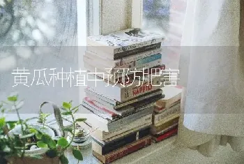 黄瓜种植中预防肥害