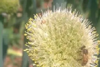 葱会开花吗,属于开花植物?