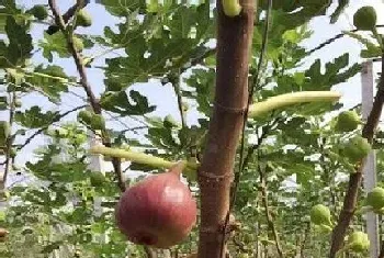 家里养无花果风水好吗?