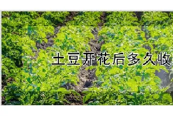 土豆开花后多久收获