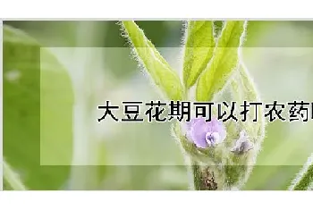 大豆花期可以打农药吗