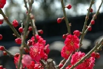 梅花开花时能浇水吗?