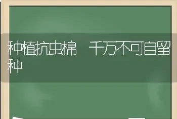 种植抗虫棉 千万不可自留种