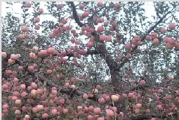 苹果树种植技术 种植苹果树要注意什么？