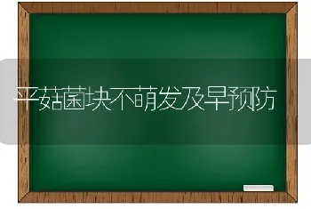 平菇菌块不萌发及早预防