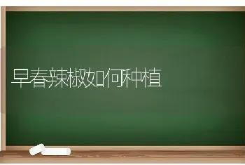 早春辣椒如何种植