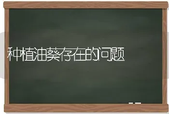 种植油葵存在的问题