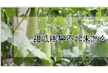 甜瓜膨果不起来怎么办