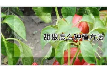 甜椒怎么种植方法