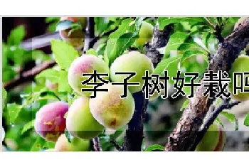 李子树好栽吗