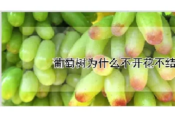 葡萄树为什么不开花不结果