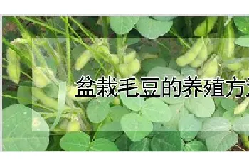 盆栽毛豆的养殖方法