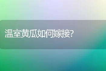 温室黄瓜如何嫁接?