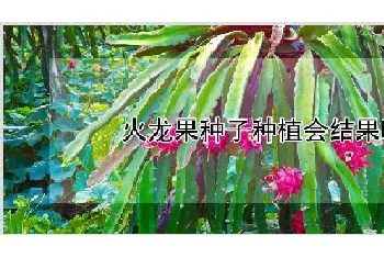 火龙果种子种植会结果吗