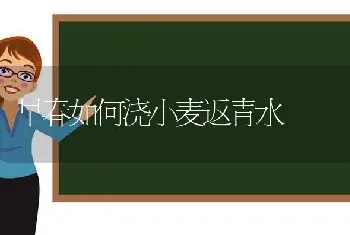 早春如何浇小麦返青水