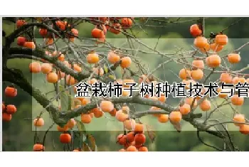 盆栽柿子树种植技术与管理