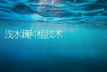 浅水藕种植技术