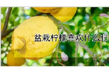 盆栽柠檬喜欢什么肥料