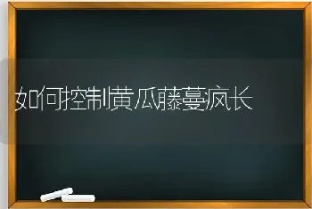 如何控制黄瓜藤蔓疯长