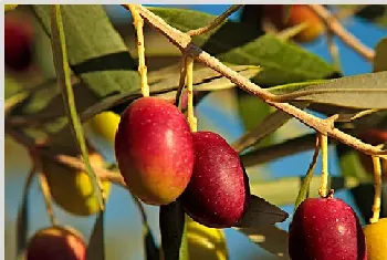 高产橄榄需要掌握的种植管理技术有哪些？