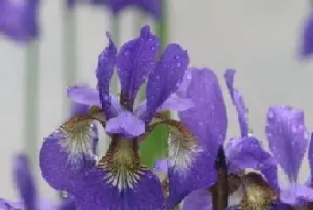 鸢尾花一年开几次花?鸢尾花形态特征与植物学史