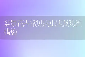 盆景花卉常见病虫害及防治措施