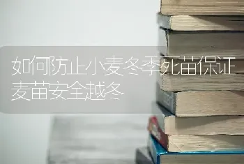 如何防止小麦冬季死苗保证麦苗安全越冬