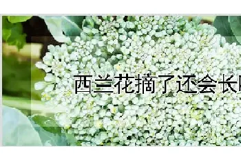 西兰花摘了还会长吗