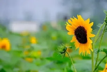 向日葵几月开花结果,什么时候开花结果?