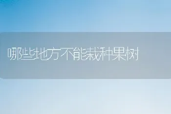 哪些地方不能栽种果树