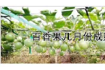 百香果几月份成熟