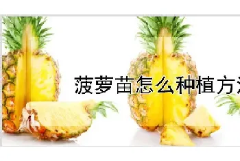 菠萝苗怎么种植方法