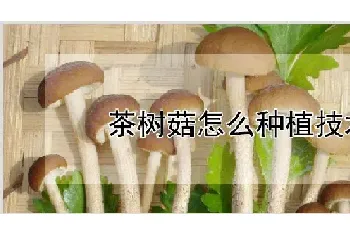 茶树菇怎么种植技术