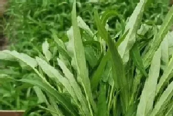 空心菜适合几月份种植,种植技术和时间?