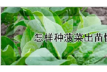 怎样种菠菜出苗快