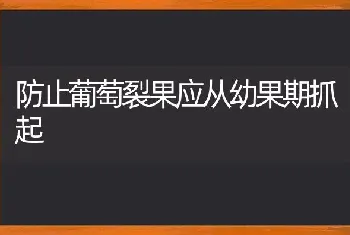 防止葡萄裂果应从幼果期抓起